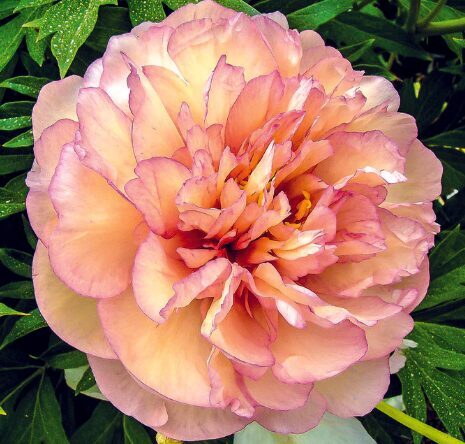 Itoh peonija 'Scrumdiddlyumptious'
